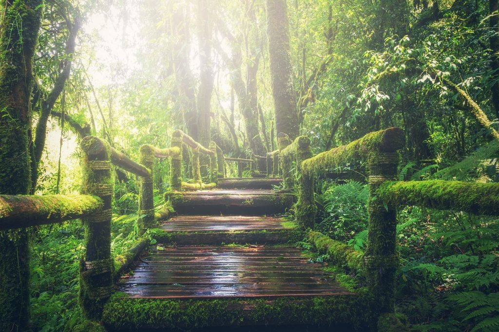 jungle, pathway, steps-1807476.jpg