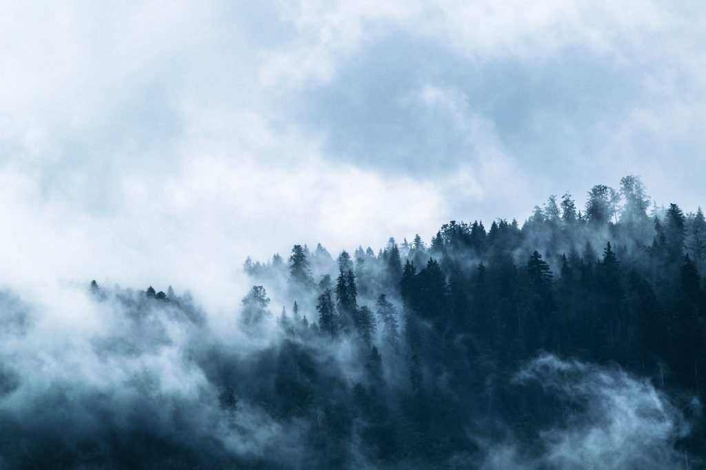 fog, forest, conifers-1535201.jpg